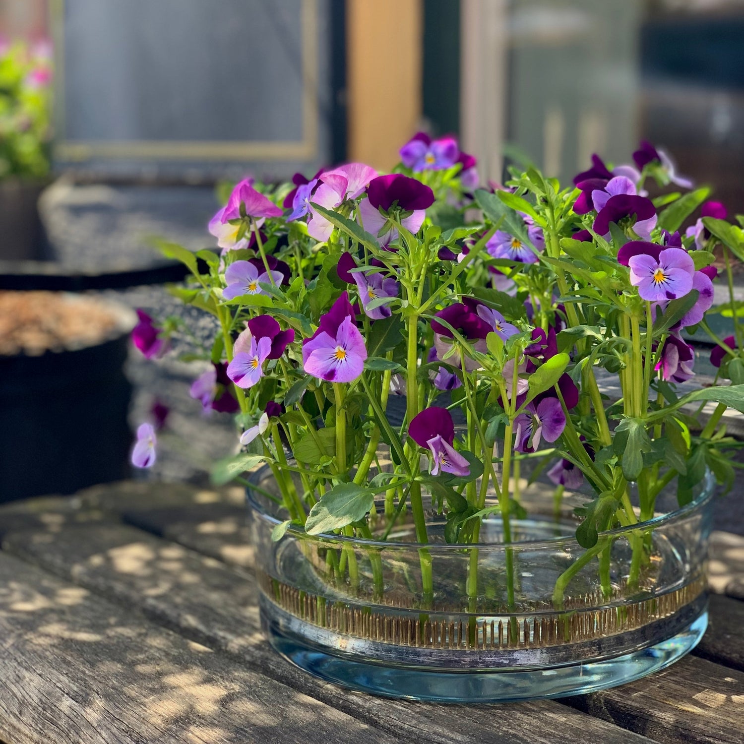 Flower Frogs