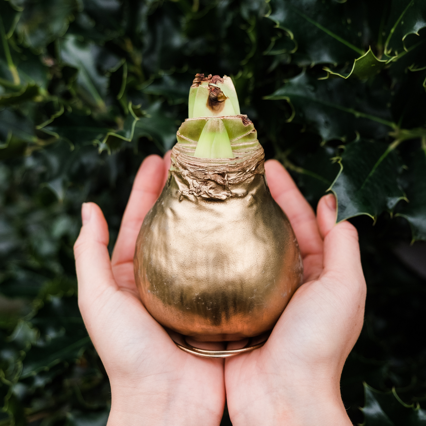 Wax Amaryllis Bulb