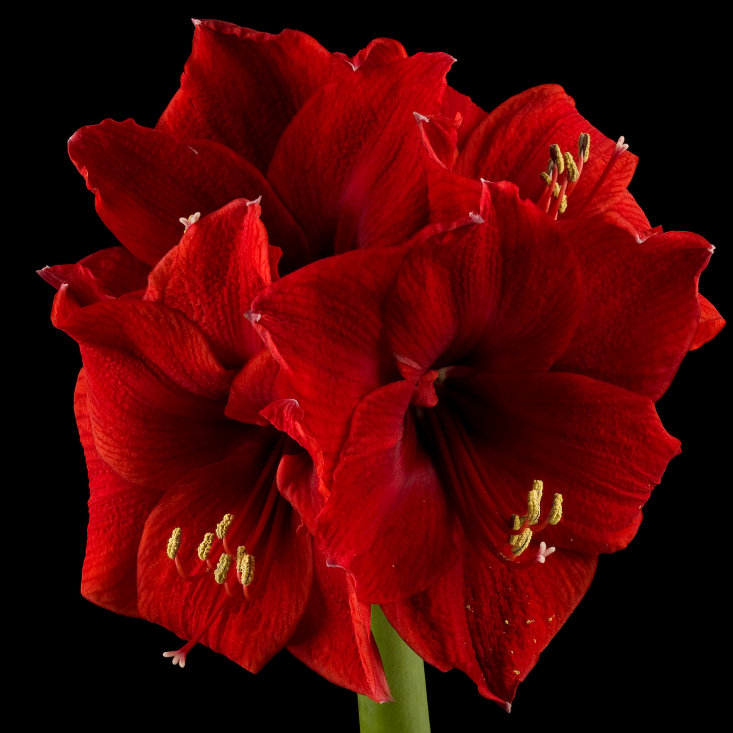Wax Amaryllis Bulb