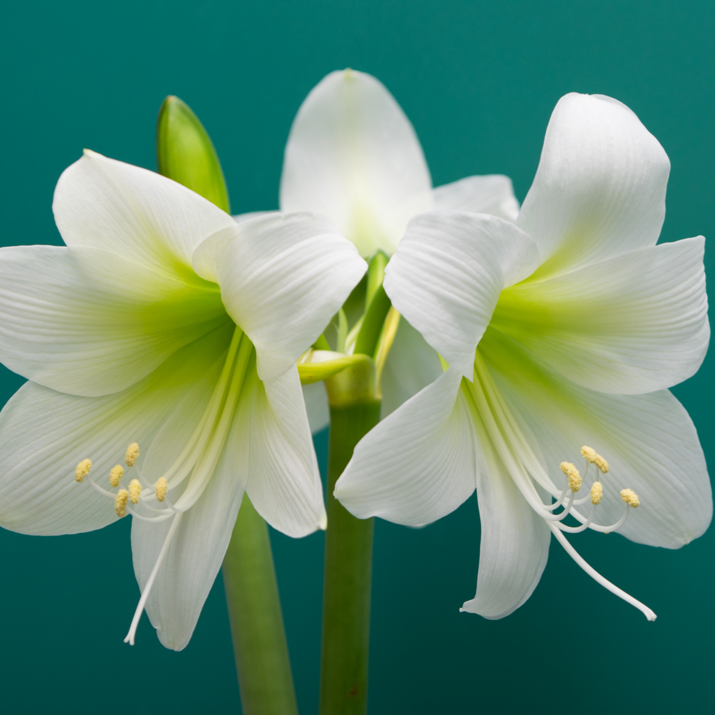 Wax Amaryllis Bulb