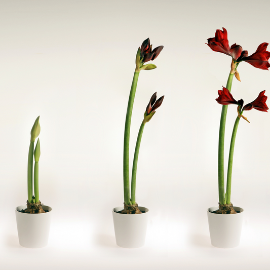 Wax Amaryllis Bulb